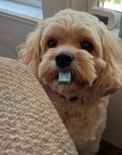 Customer photo review of Blueberry Yak Chews