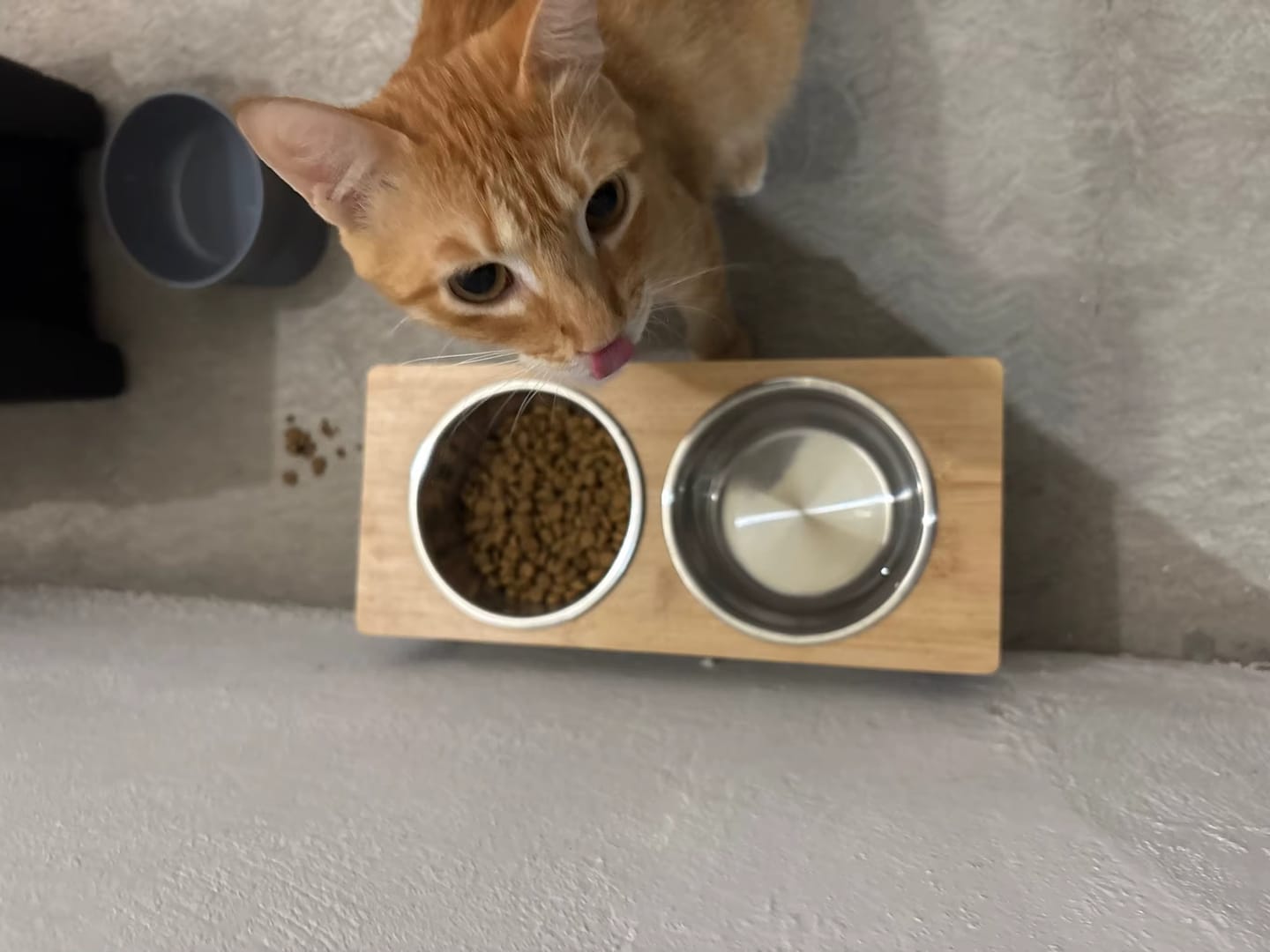 Customer photo review of CatEat - Futternapf für treue Begleiter für gesunde Wirbelsäule und entspanntes Fressen