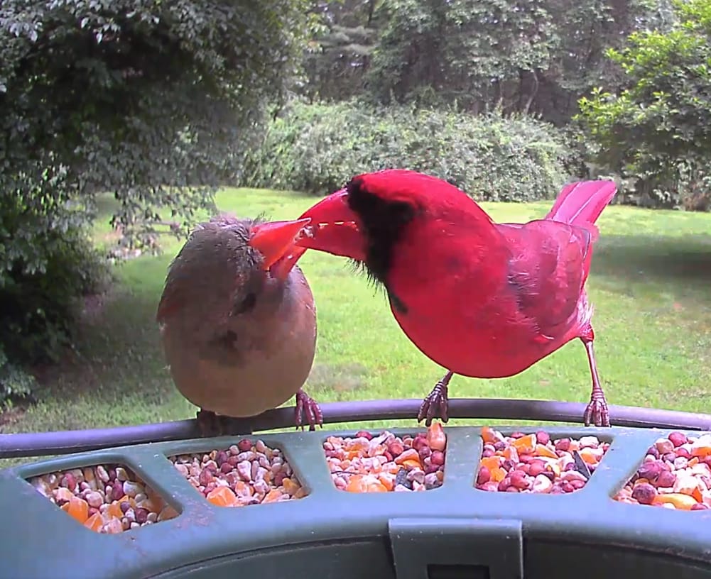 Customer photo review of Birdfy Feeder Metal - Smart Metal Feeder with Camera