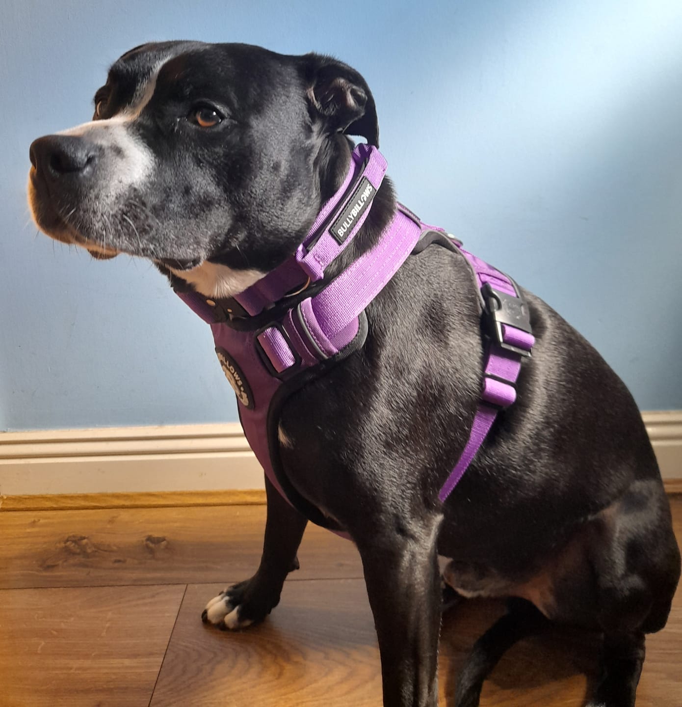 Customer photo review of Comfort Premium Harness | Non Restrictive - Purple