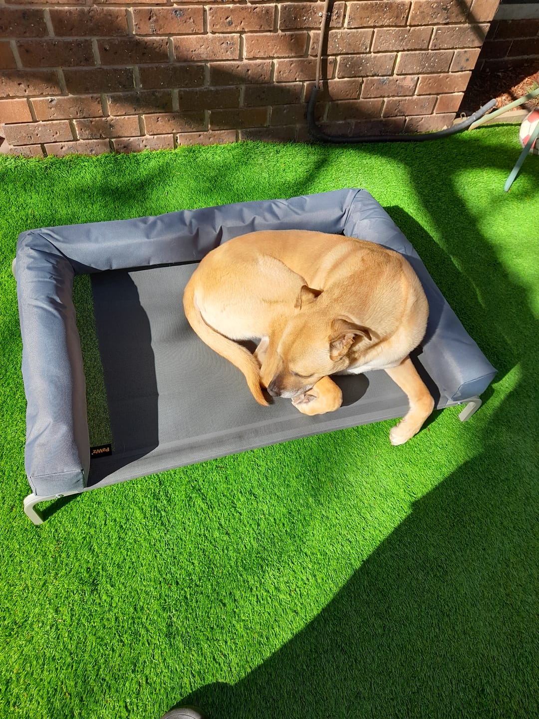 Customer photo review of Outdoor Elevated Dog Bed - Pet Trampoline