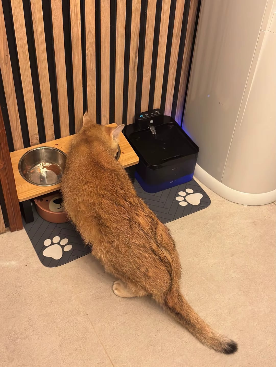 Customer photo review of CatEat - Futternapf für treue Begleiter für gesunde Wirbelsäule und entspanntes Fressen