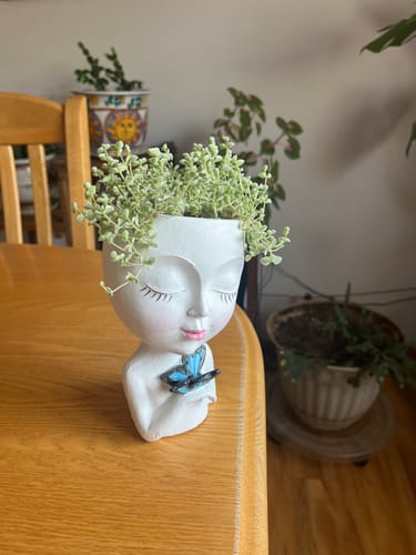 Customer photo review of Sedum Little Missy