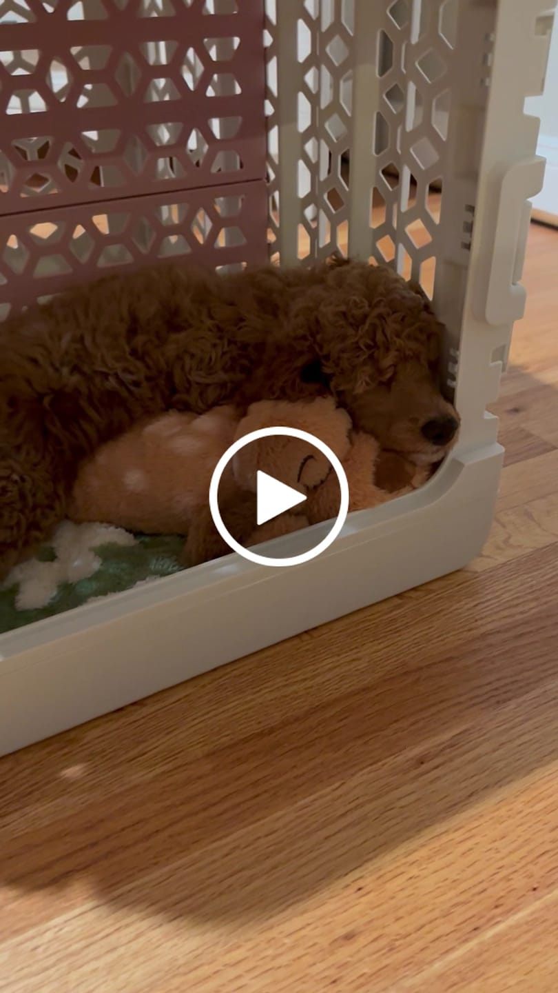 Customer video review of Medium PAWD divider
