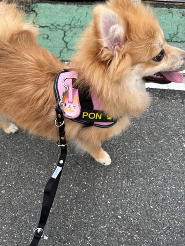 Customer photo review of FunFunPet 高機能ハーネス（お名前タグ作成サービス付き）