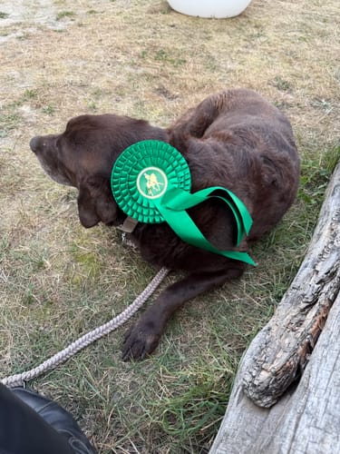 Customer photo review of Strotonin Horse Support