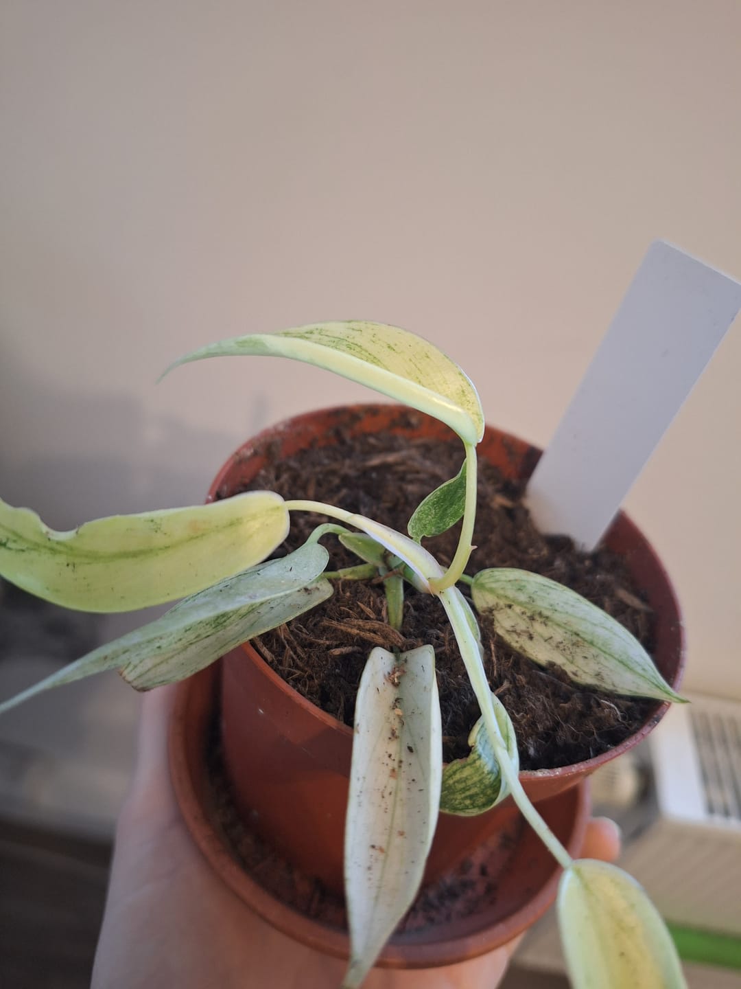 Customer photo review of PHILODENDRON FLORIDA GHOST