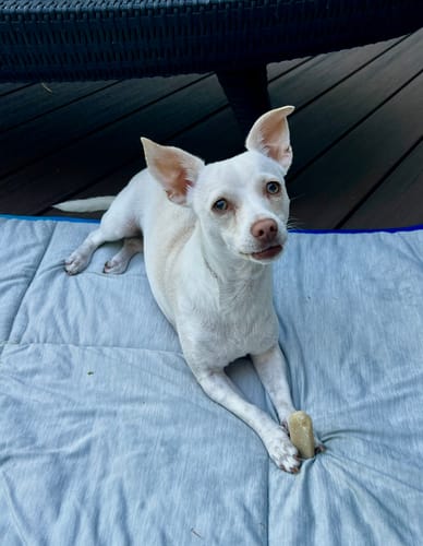 Customer photo review of Coconut Yak Chews