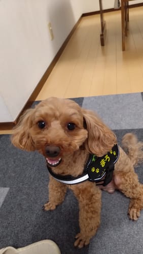 Customer photo review of FunFunPet 高機能ハーネス（お名前タグ作成サービス付き）
