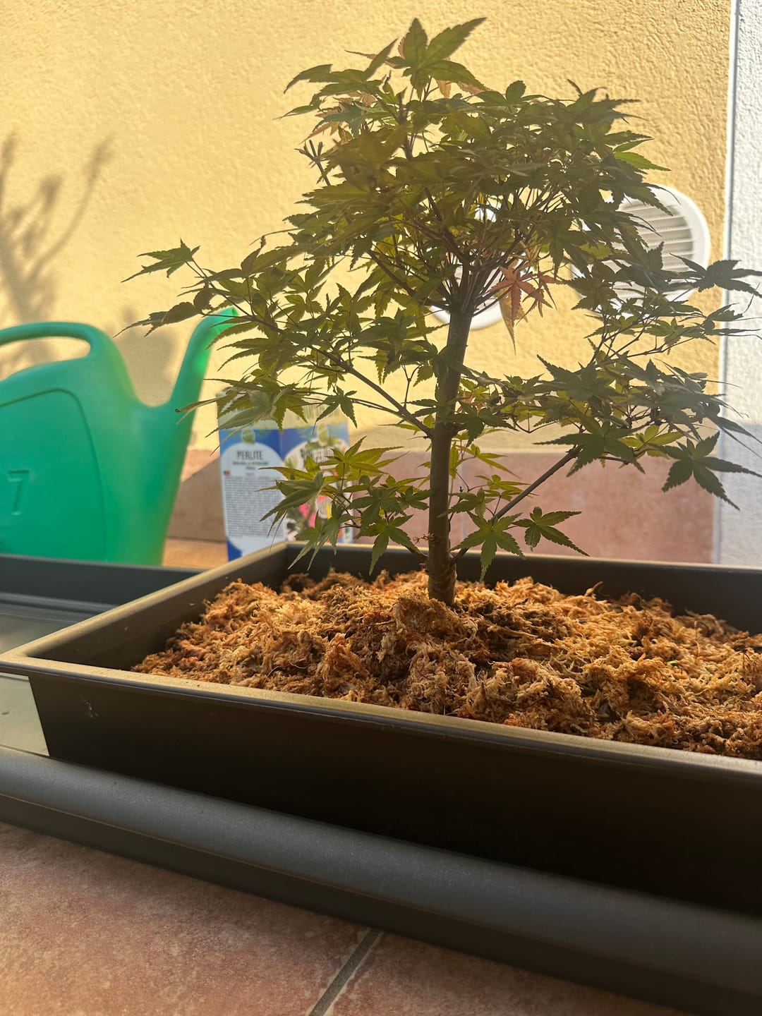 Customer photo review of VASI BONSAI PLASTICA RIGIDA PROFESSIONALI