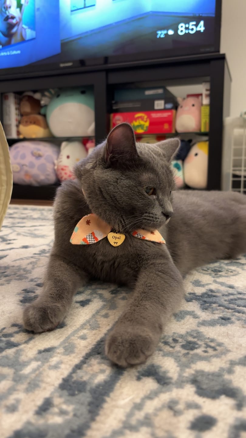 Customer photo review of Pumpkin Spice Latte Bow Cat Collar