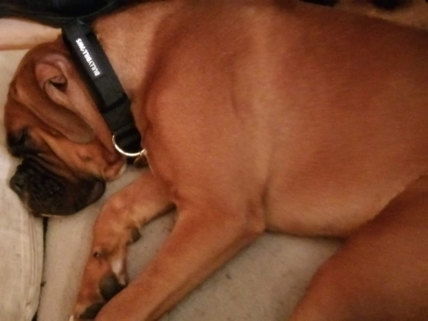 Customer photo review of 4cm Combat® Collar | Handle & Rated Clip - Black
