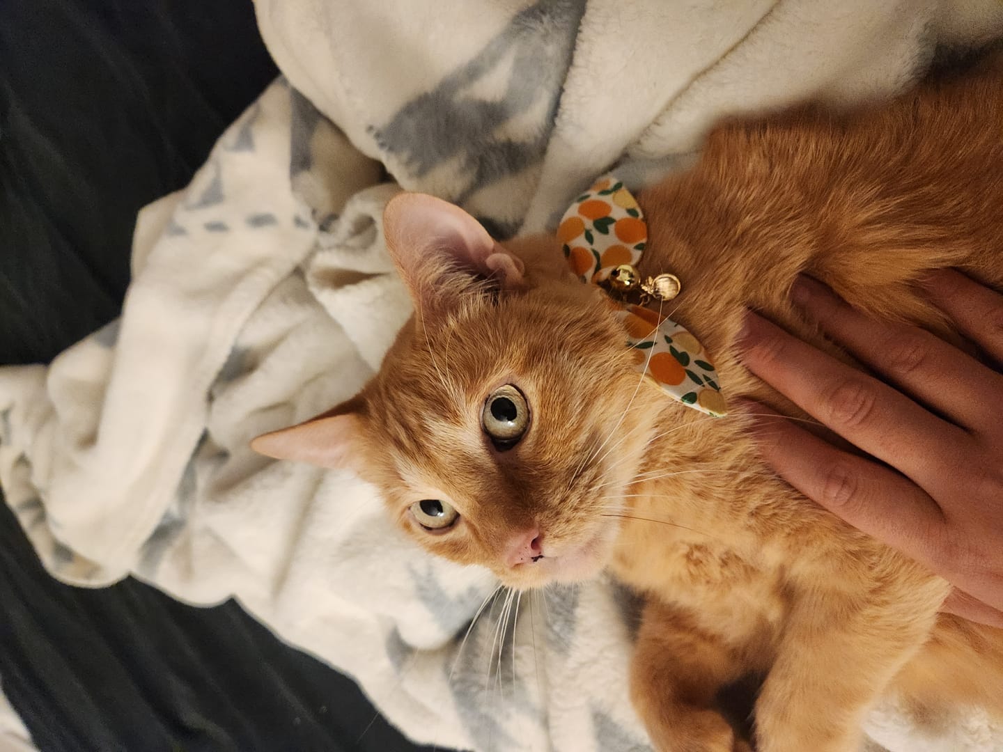 Customer photo review of Orange Print Cat Collar with Charm
