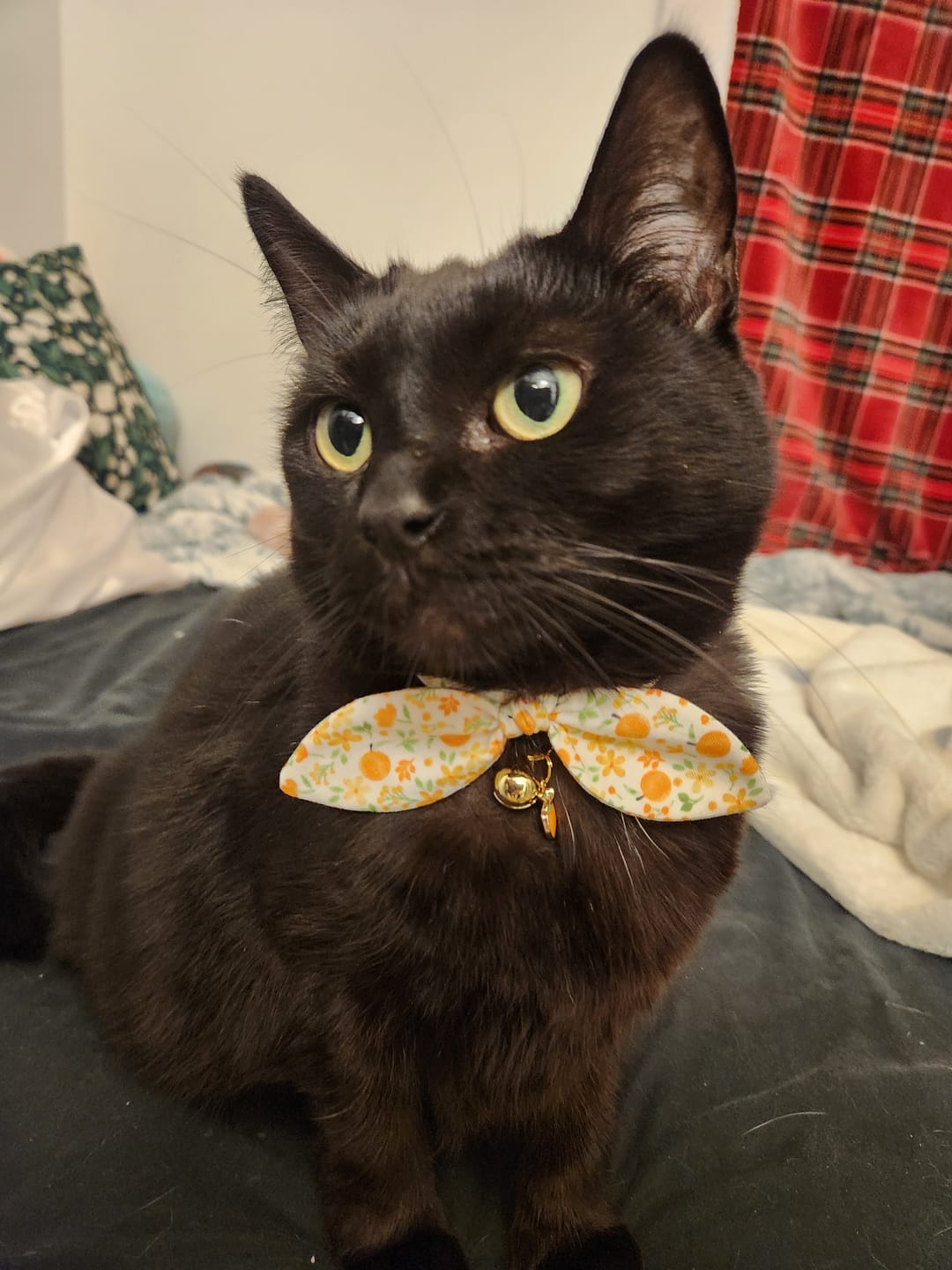 Customer photo review of Orange Blossom Cat Collar with Charm