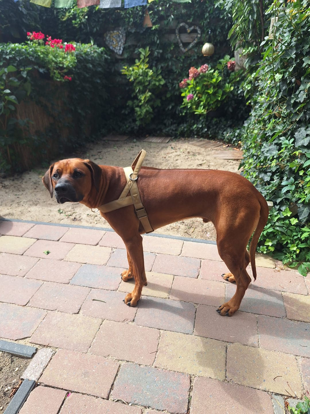 Customer photo review of StrapSure - No-Pull Verstelbaar Hondentuig