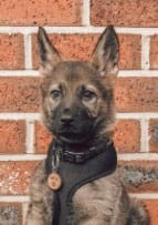 Customer photo review of k9 Plaque Away Dental Topper + scoop