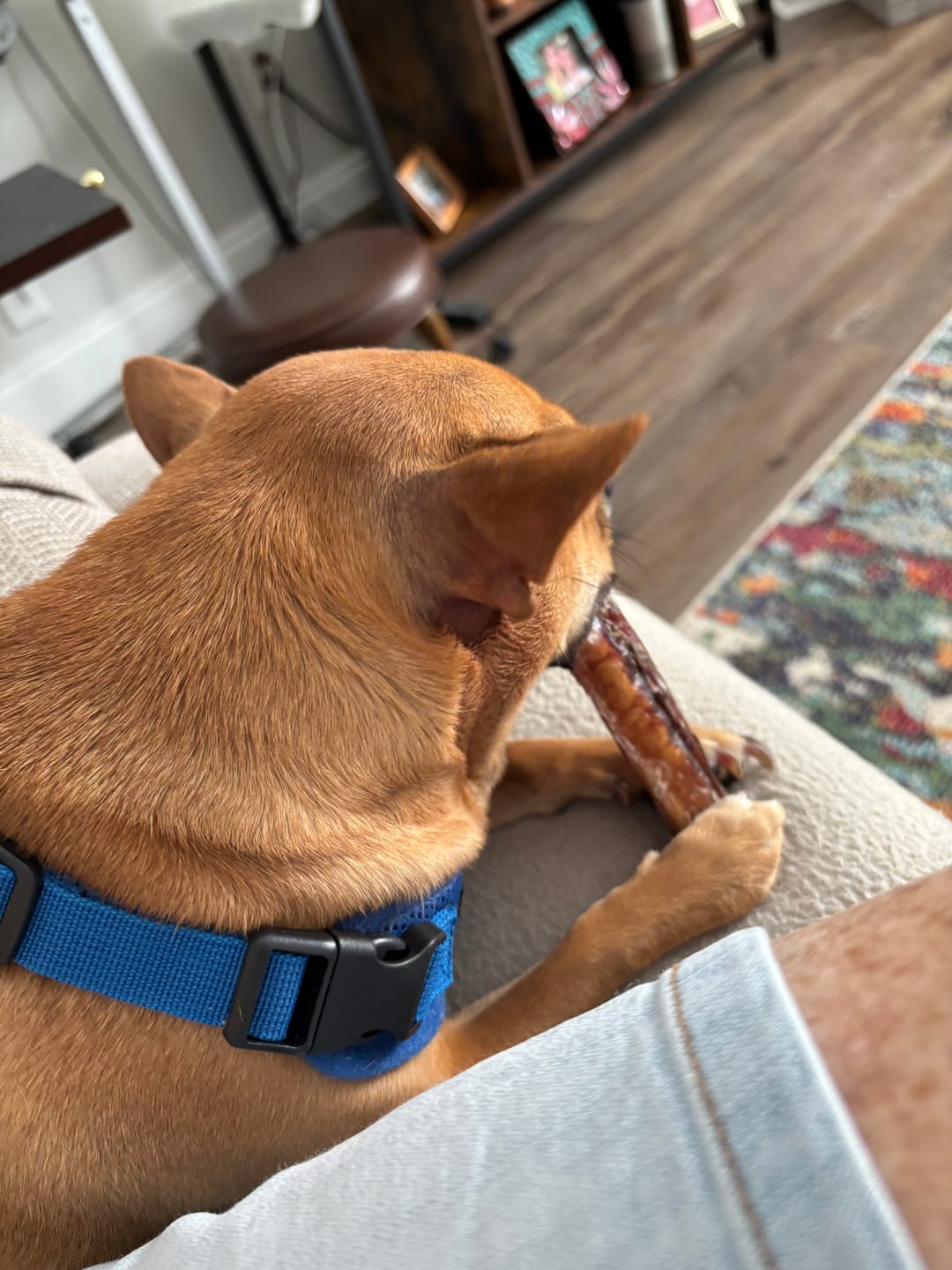 Customer photo review of 6 Inch Standard Bully Sticks