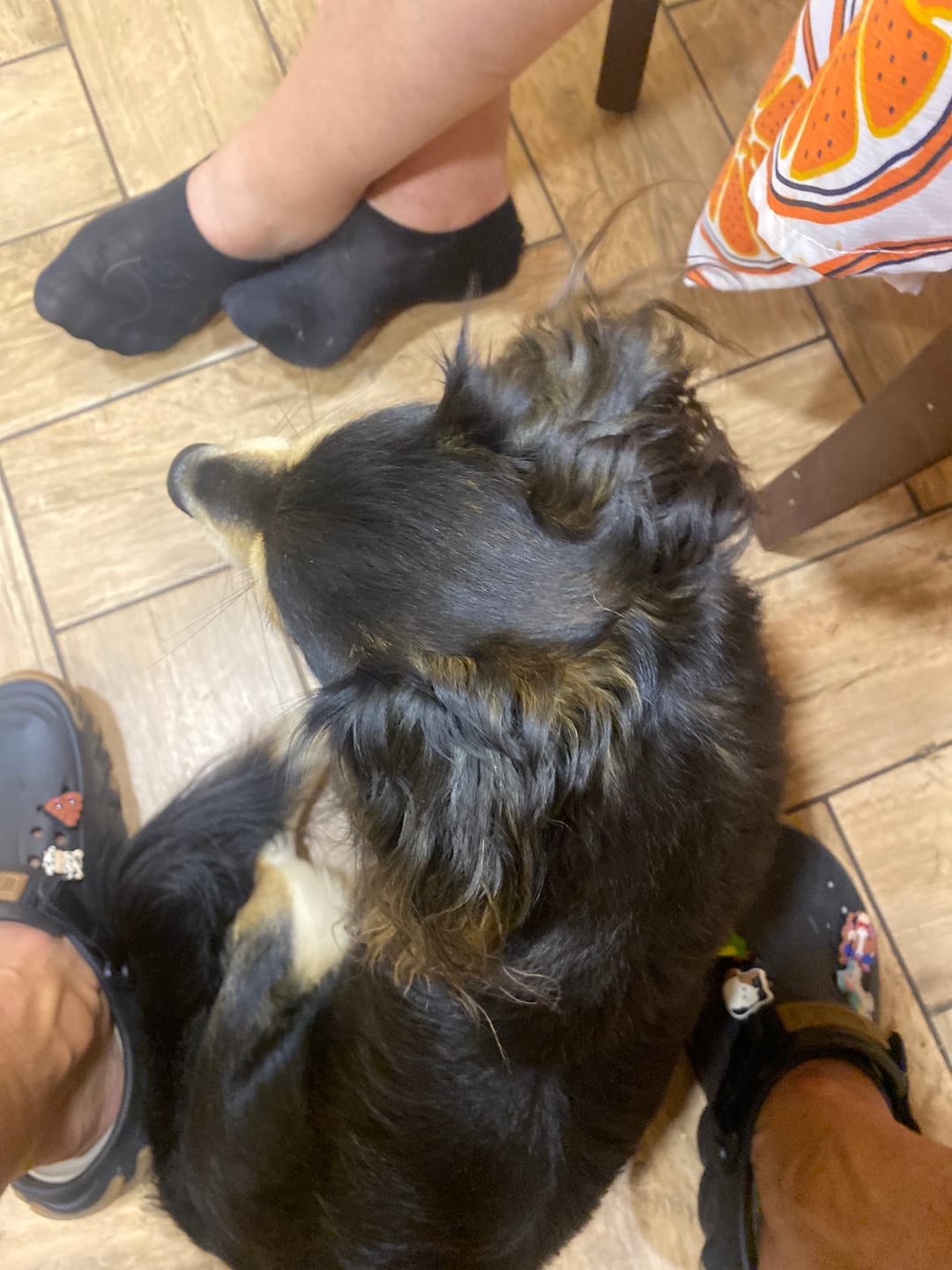Customer photo review of Naktiniai Padūkęs Šuo