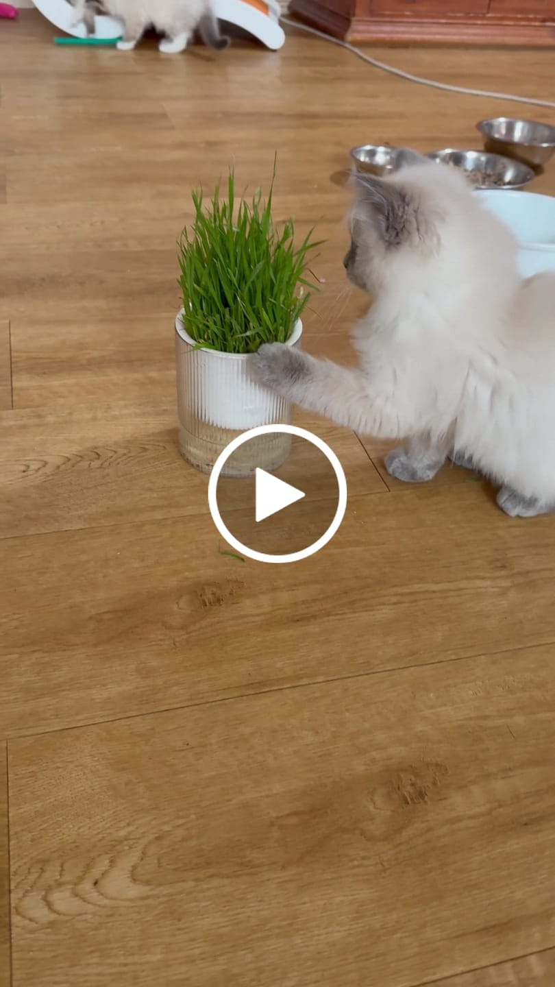Customer video review of MICHU All-in-One Soil-Free Cat Grass Grow Kit with Australian Seed and Mulch, Made in Australia