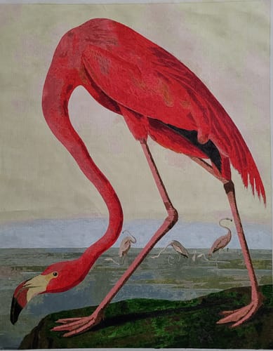 Customer photo review of American Flamingo