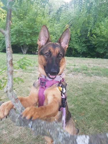 Customer photo review of Trainer Dog Leash - Sofia