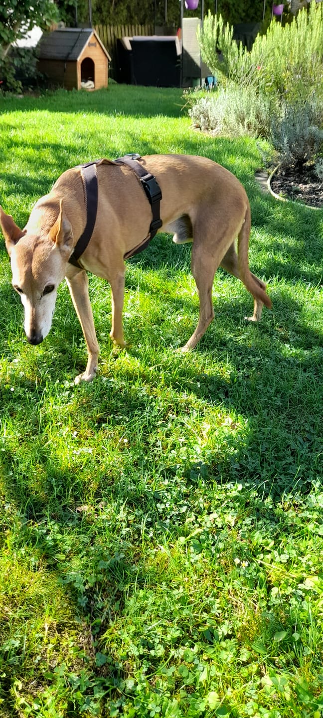 Customer photo review of Windhundgeschirr FUN "Toffee"