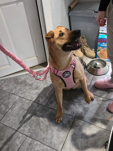 Aidan B. review of Comfort Premium Harness | Non Restrictive - Pink image 1 out of 1