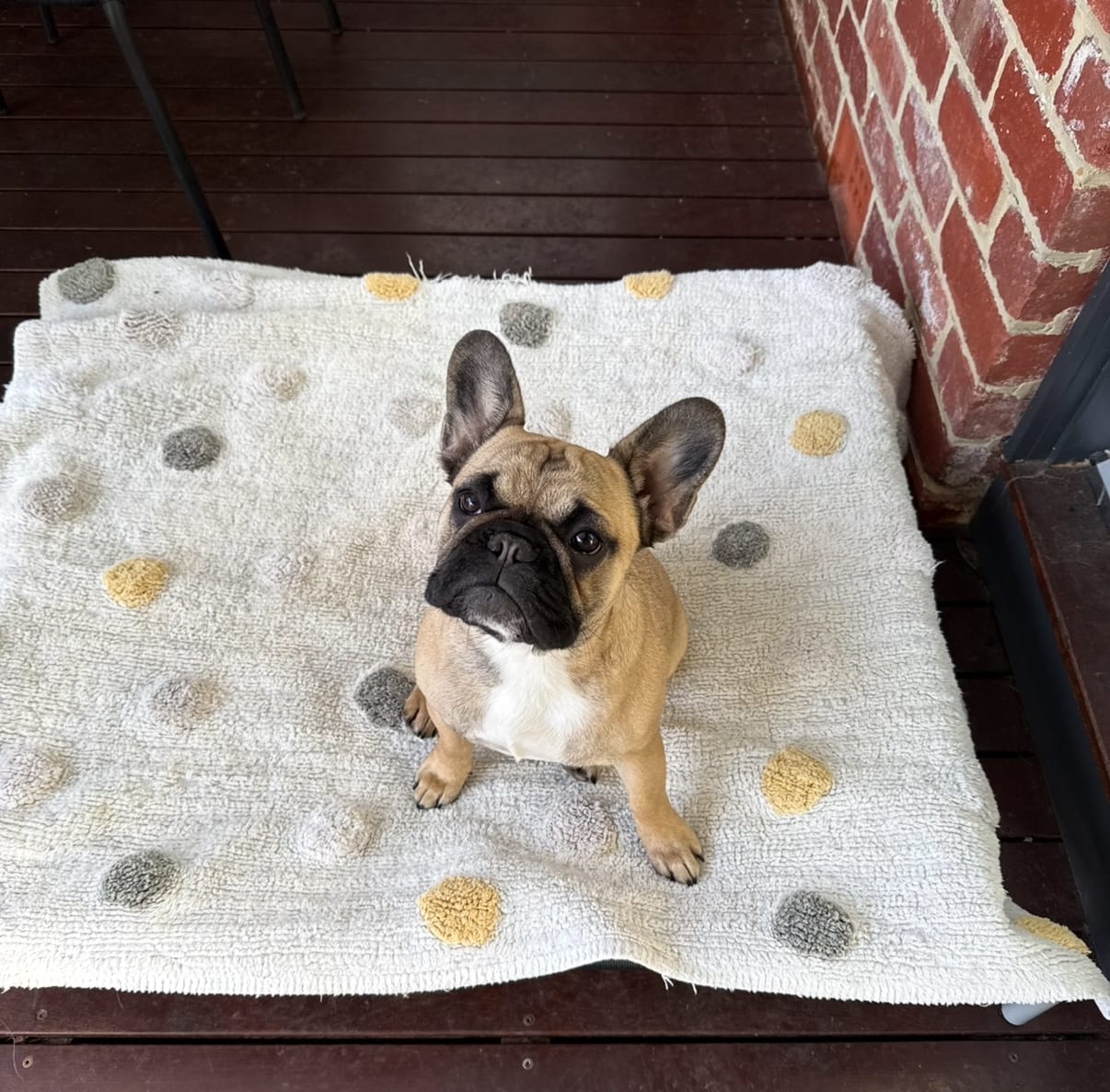 Customer photo review of Outdoor Dog Bed - Pet Trampoline