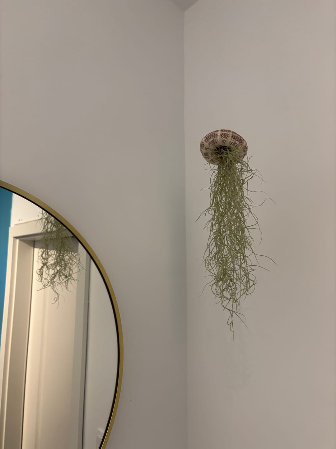 Customer photo review of Tillandsien Qualle - 3er Bundle