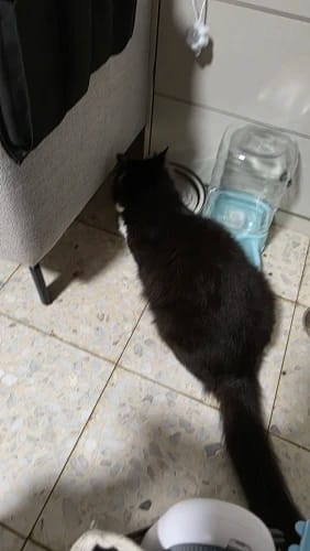 Customer photo review of Fontaine à eau Anti-Bactérienne - Chien & Chat