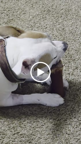 Customer video review of Smoked Beef Marrow Bone