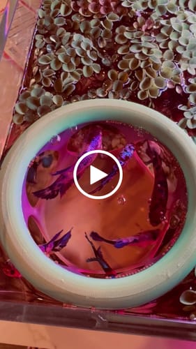 Customer video review of Queen Giant Female Betta Fish | You Pick Fish | High Grade