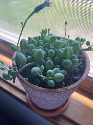 Customer photo review of Senecio Herreanus | String of Watermelons