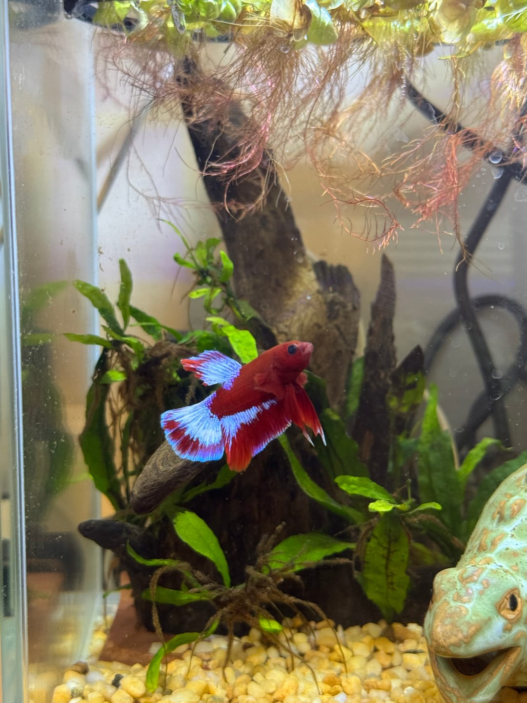 Customer photo review of Hellboy Plakat Male Betta Fish | Order Directly From Farm | You Pick Fish