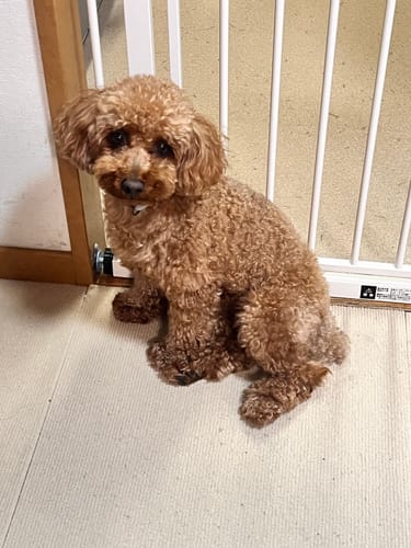 Customer photo review of FunFunPet 高機能ハーネス（お名前タグ作成サービス付き）