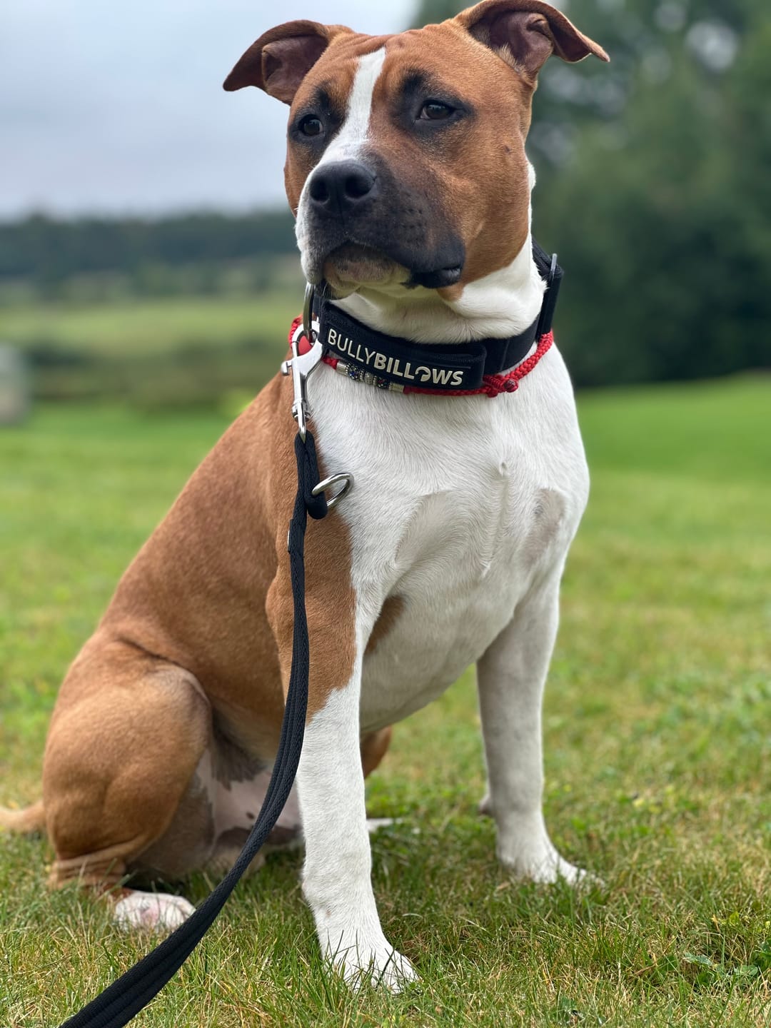 Customer photo review of 5cm Combat® Collar | With Handle & Secure Clip - Black