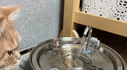 Customer photo review of Fontaine à eau Anti-Bactérienne - Chien & Chat