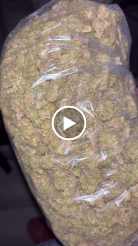 Customer video review of Bulk THCA Flower Pounds