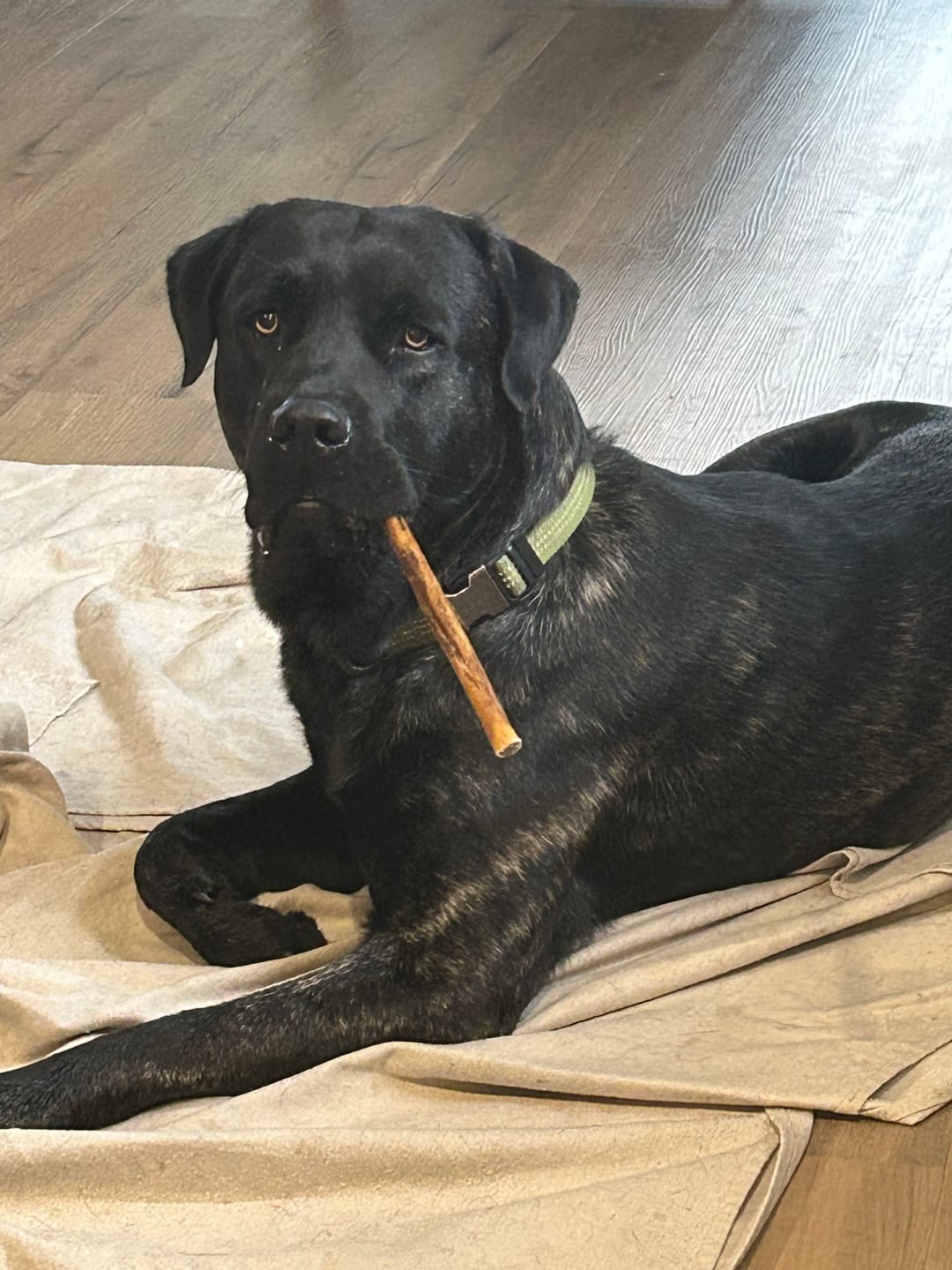 Customer photo review of Blueberry Himalayan Yak Chew (MEDIUM)