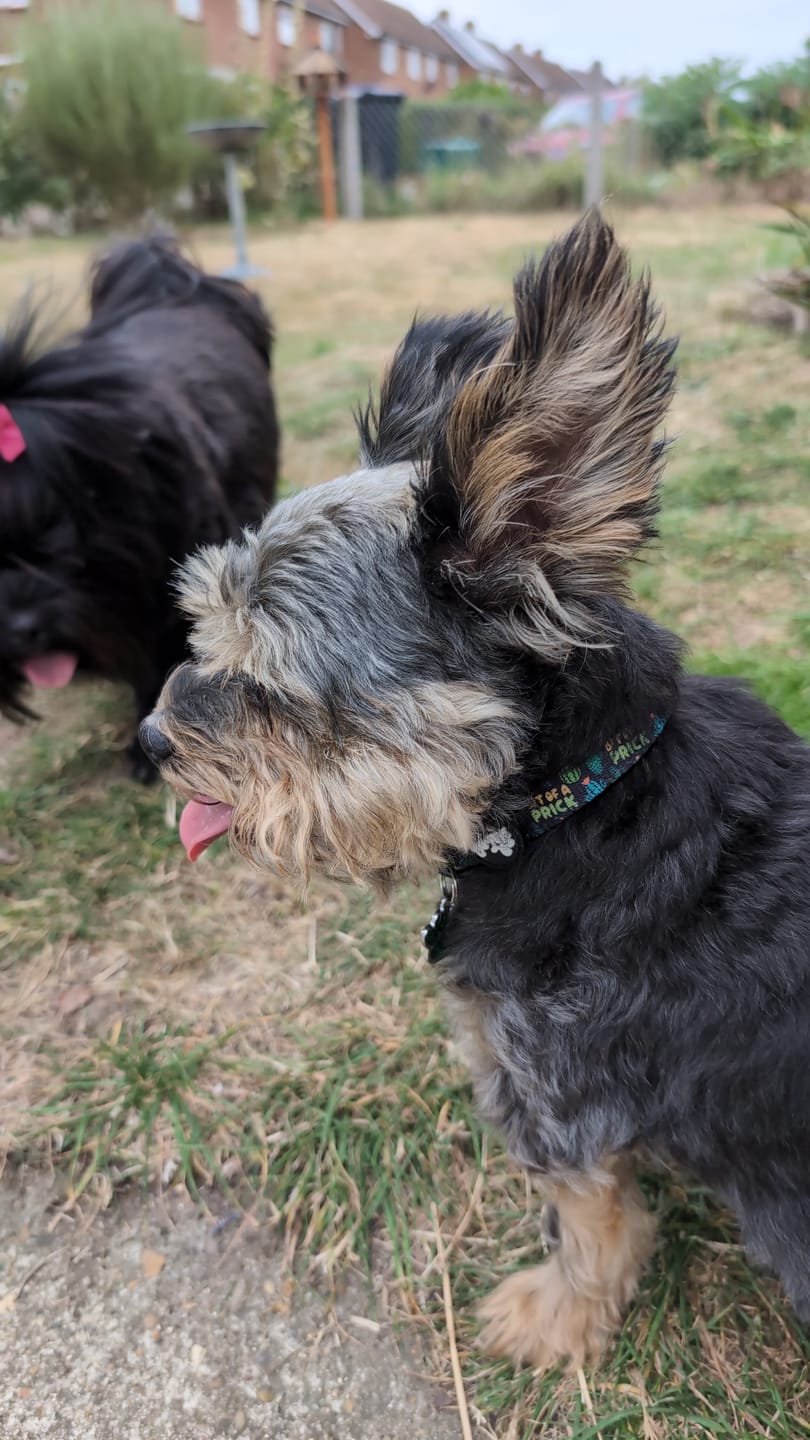 Customer photo review of Bit of a prick collar