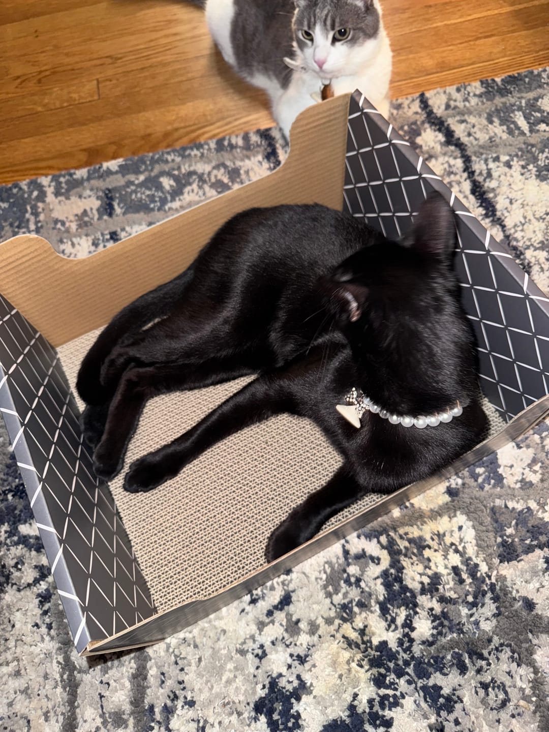 Customer photo review of Hide & Scratch Extra-Large Cat Scratcher Box