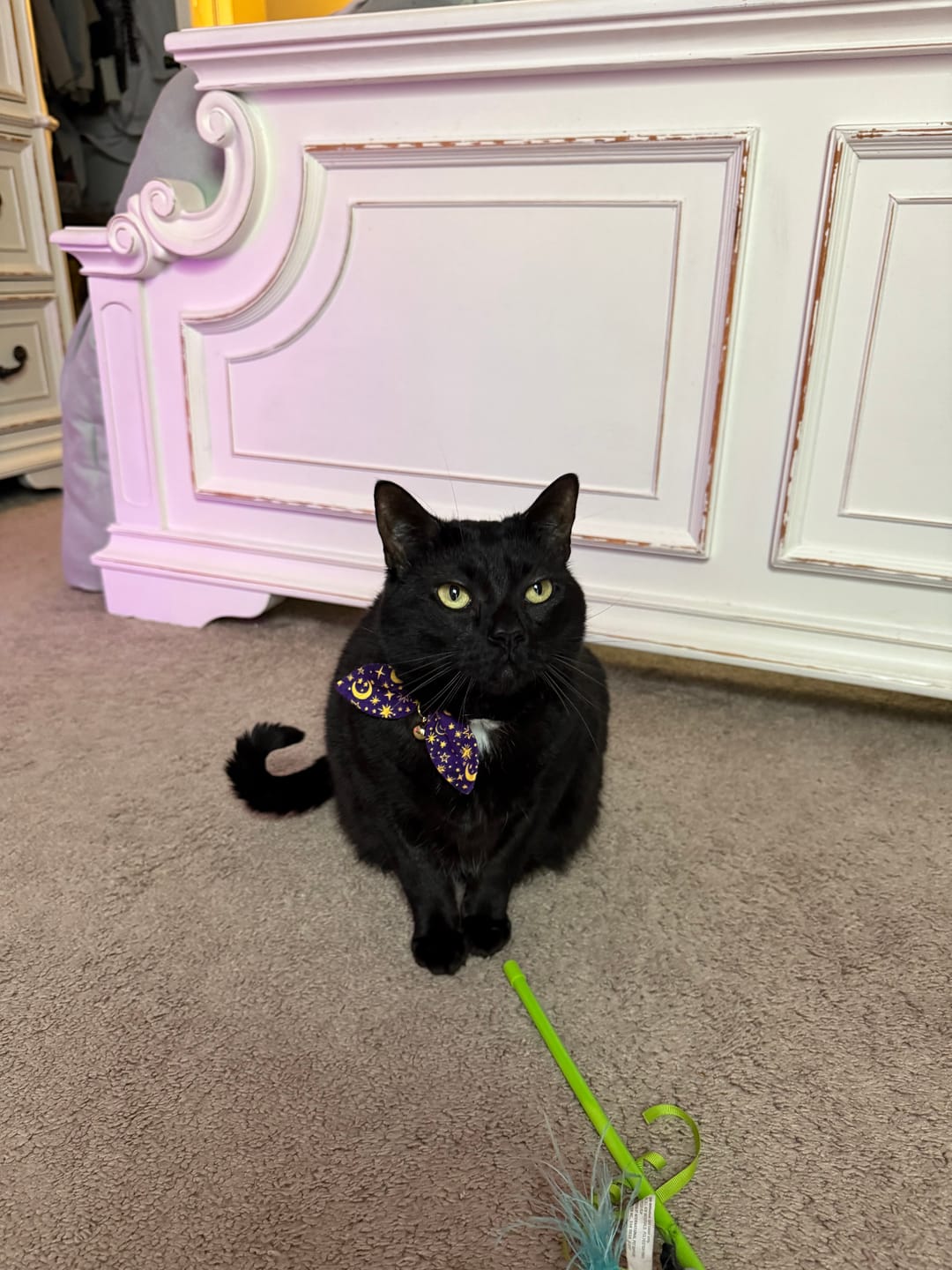 Customer photo review of Purple Moon and Stars Bow Cat Collar
