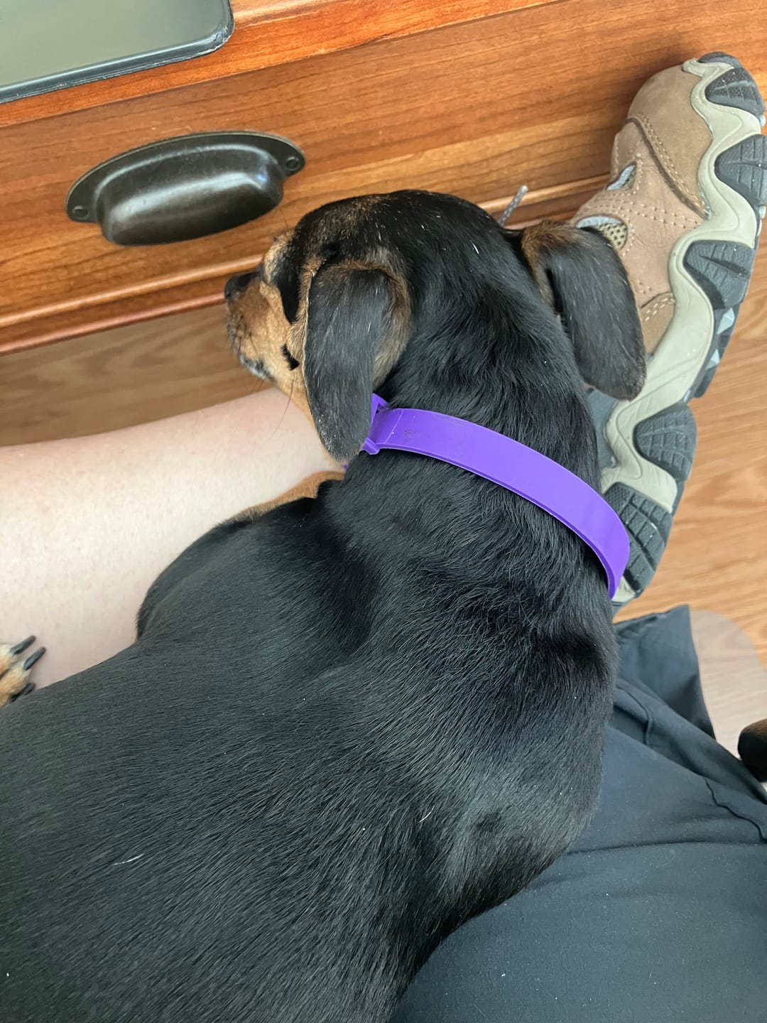 Customer photo review of FurLife™ - Natural Pheromone Calming Collar for Dogs