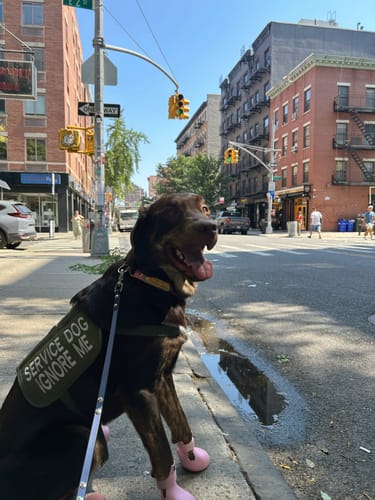 Customer photo review of WagWellies® by wagwear