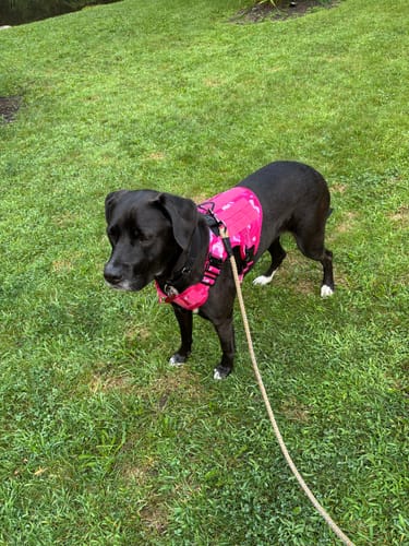 Customer photo review of Classic Heavy-Duty Tactical No-Pull Team K9™ Dog Harness With Front & Back D-Rings, Quick-Release Metal-Buckles, Hook & Loop Panels, & Top Handle