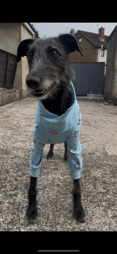 Customer photo review of Dog Pajama - Breakfast Blue