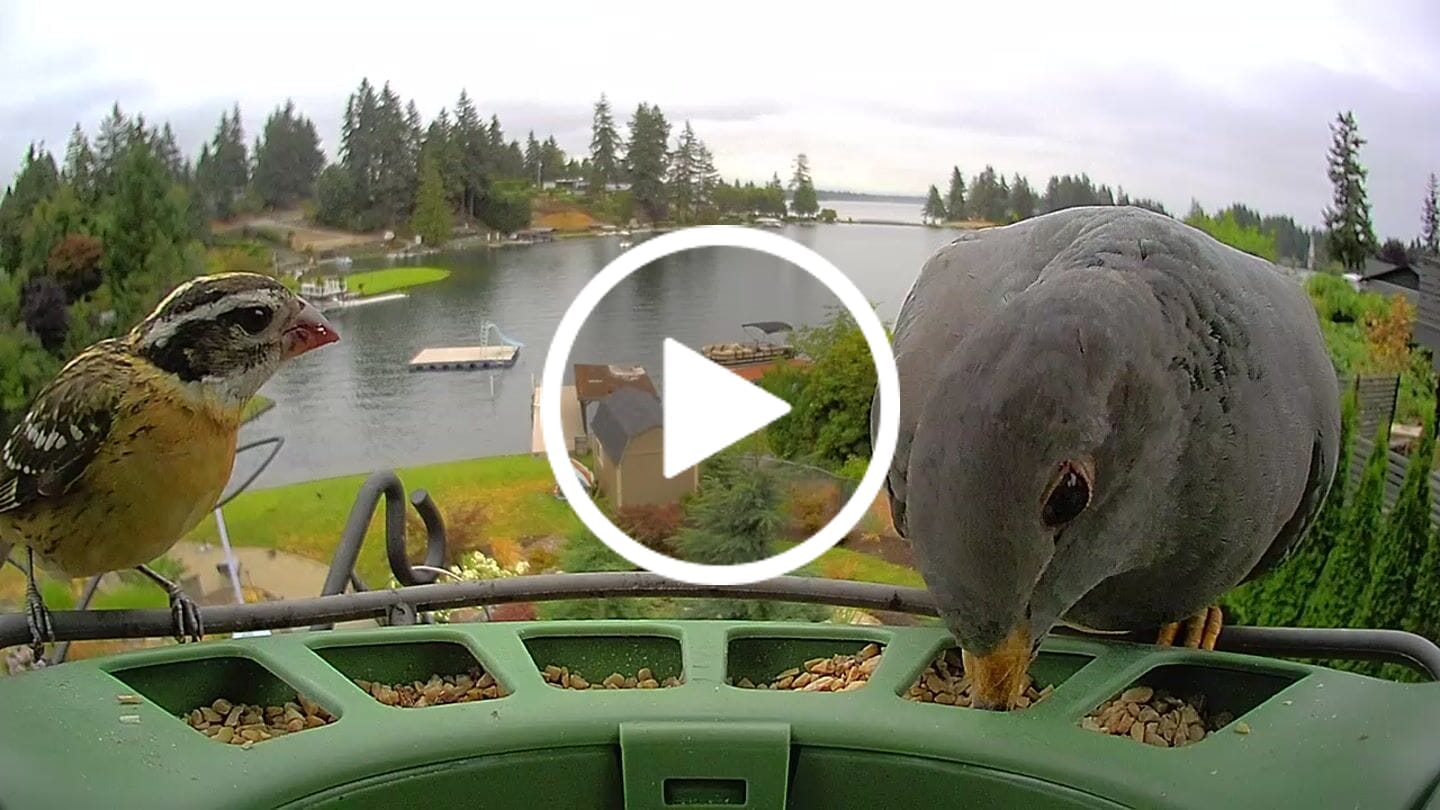 Customer video review of Birdfy Feeder 2 Pro - Bird Feeder Camera