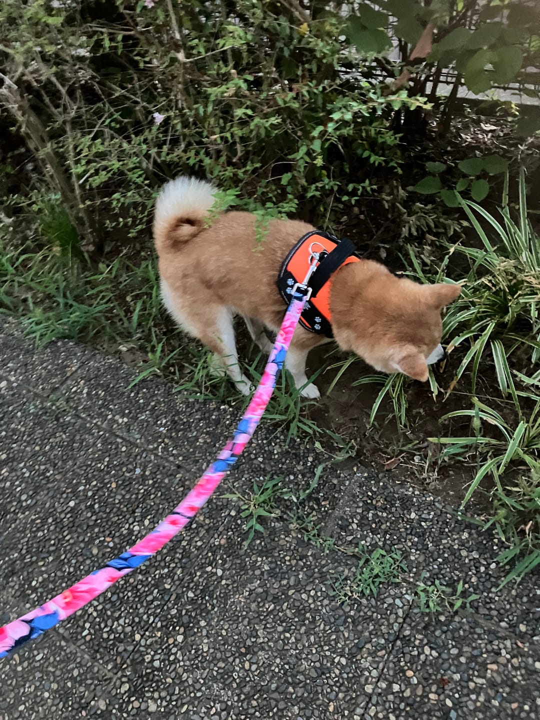 Customer photo review of FunFunPet おしゃれ リード
