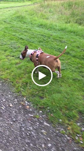 Krisztina F. review of Anti Pull Hurricane Harness - With Handle - Pink image 1 out of 1