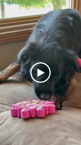 Customer video review of FreezSunflower - Interactive Frozen Sunflower Dog Chew